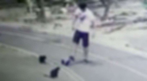 MPPE denuncia jovem filmado torturando gatos na Zona Oeste do Recife à Justiça