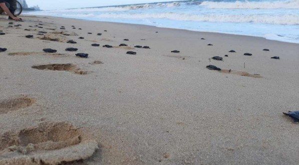 Setenta e seis filhotes de tartaruga-marinha-oliv&aacute;cea nasceram, na tarde dessa segunda-feira (23)