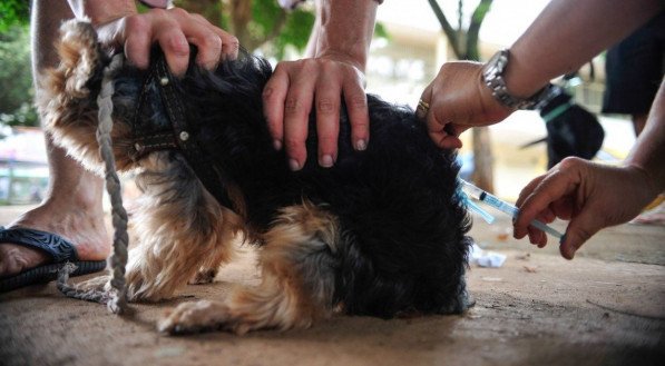 Vacinação antirrábica: Hospital Veterinário do Recife altera dias do serviço