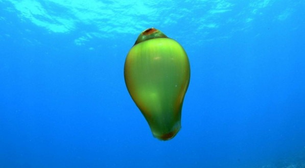 Ovo de tubar&atilde;o ou bolsa de sereia encontrado no fundo do mar em Fernando de Noronha 