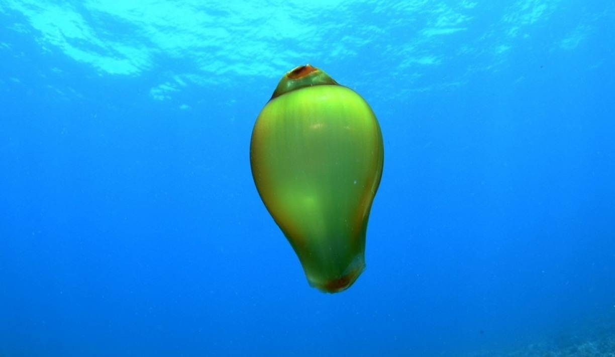 Ovo de tubarão é encontrado em registro raro em Fernando de Noronha