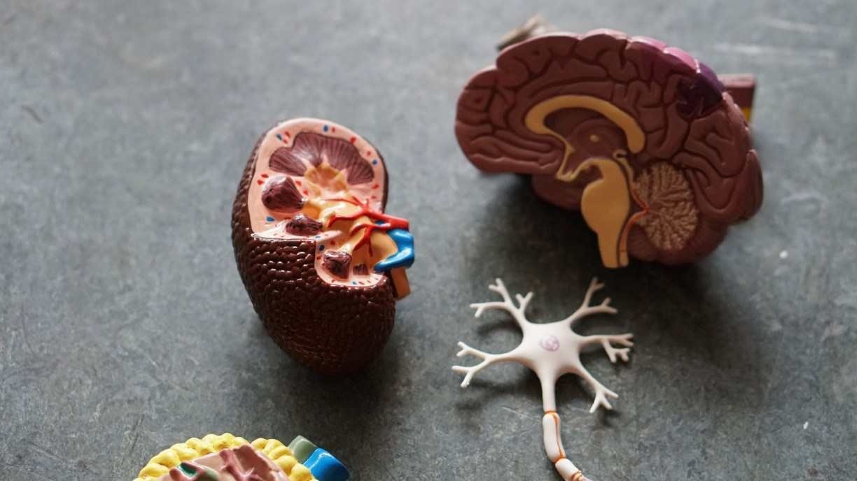 Cientistas investigam como a infecção pelo SARS-CoV-2 pode levar a problemas renais