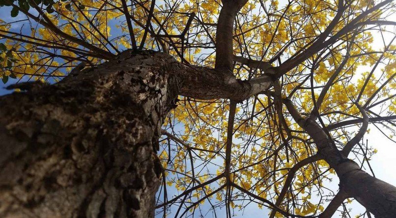 Ip&ecirc;-amarelo, s&iacute;mbolo da na&ccedil;&atilde;o brasileira.