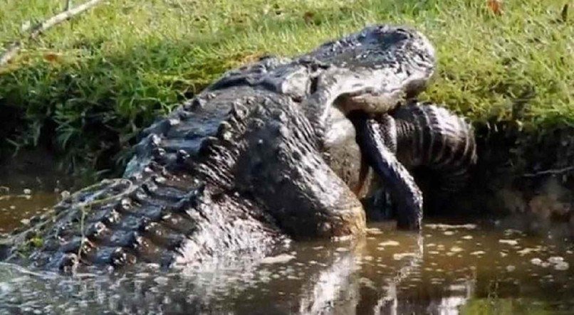 &quot;Isso aconteceu no quintal dos meus pais hoje. O lanche &eacute; um crocodilo de 6fts (cerca de 2 metros)&quot;, escreveu o jovem