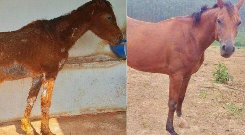 Foto: UIPA/Divulgação
