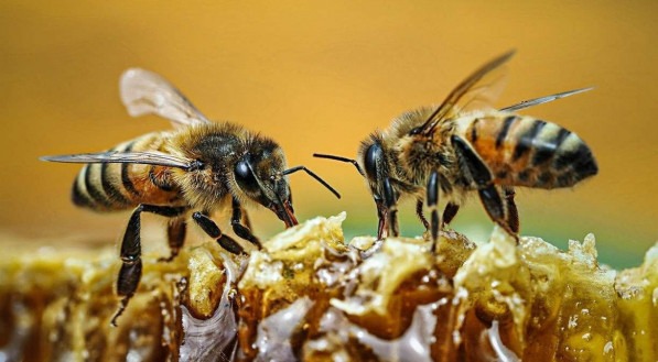Picadas de abelhas s&atilde;o fortes agentes de tratamentos de doen&ccedil;as como L&uacute;pus. 