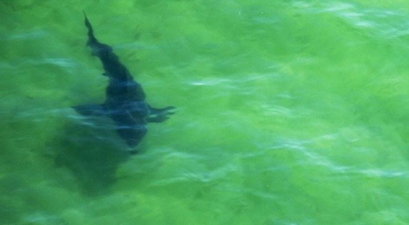 Tubarões confundem surfistas e banhistas com suas presas animais, diz estudo