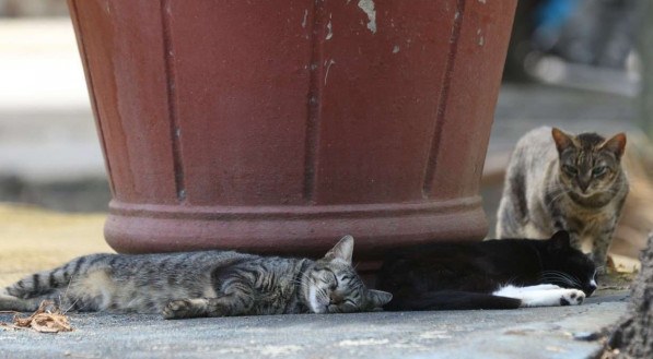 Muitos c&atilde;es e gatos foram abandonados por seus donos no Recife