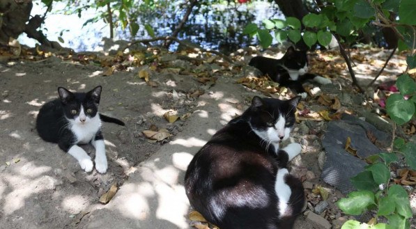 Muitos c&atilde;es e gatos foram abandonados por seus donos no Recife