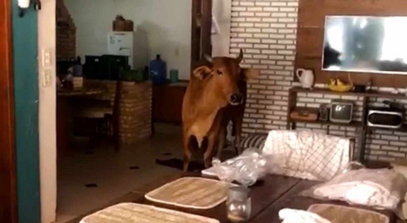 Vaca invade estabelecimento em Fortaleza