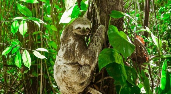 Natureza: desafio é a conexão entre os sistemas econômicos e ecológicos