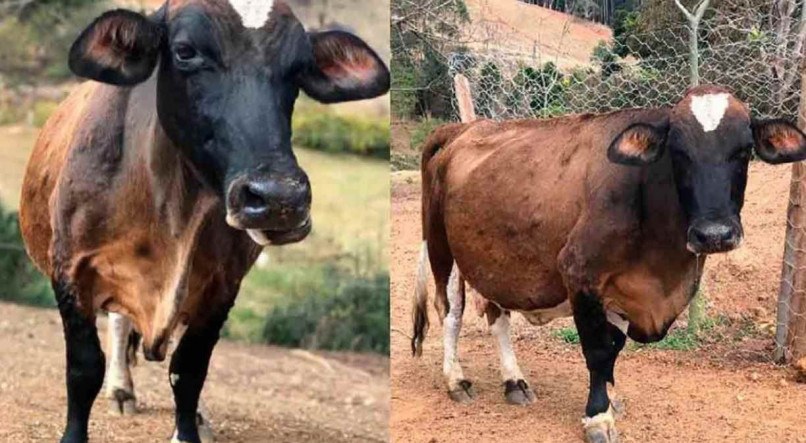 Ap&oacute;s seis tentativas a vaca conseguiu fugir do matadouro