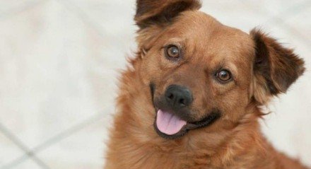Será que seu cachorro sabe o que fazer quando você está bravo ou feliz? 