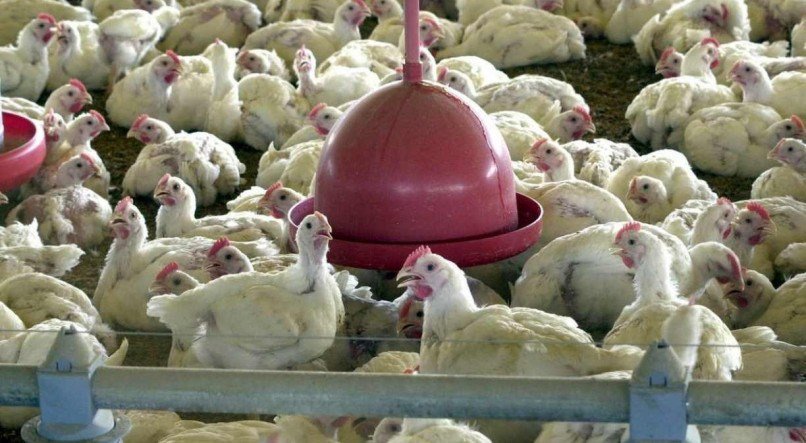 Donos de avi&aacute;rios temem que as not&iacute;cias imponham bloqueios de importa&ccedil;&atilde;o das carnes de frango e de pato