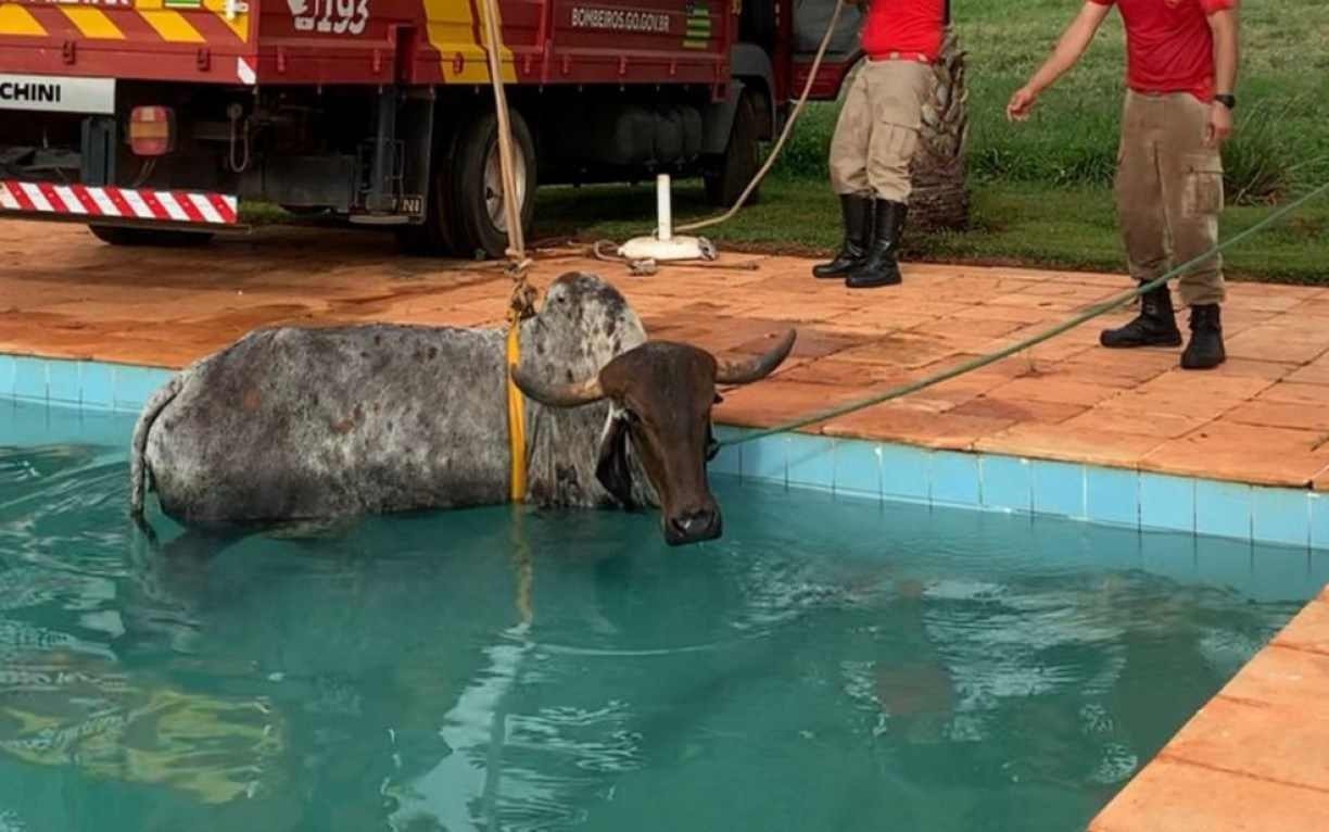 Vídeo: vaca é resgatada após cair dentro de piscina em Goiás