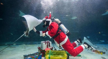 Um mergulhador vestido de papai noel se apresentou durante um show subaquático com tema natalino no aquário COEX, em Seul, na Coreia do Sul