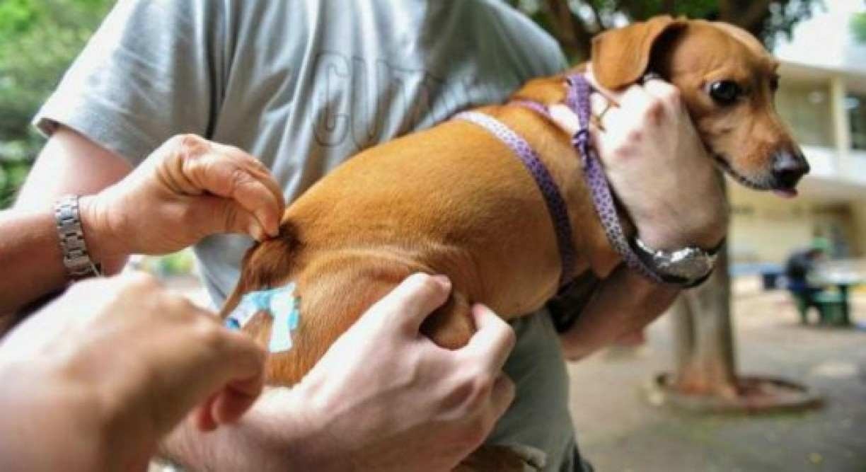 Recife promove dia D de vacinação de cães e gatos contra a raiva neste sábado (4)
