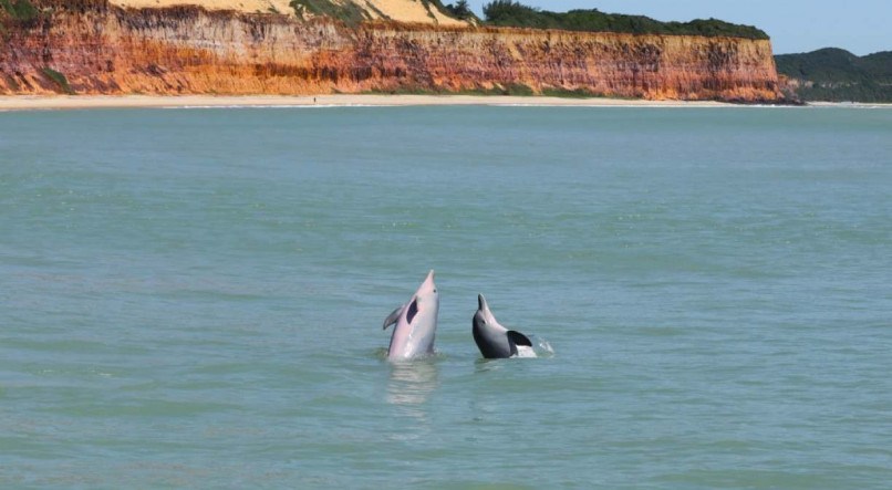 Os golfinhos s&atilde;o famosos na Praia da Pipa, no Rio Grande do Norte. 