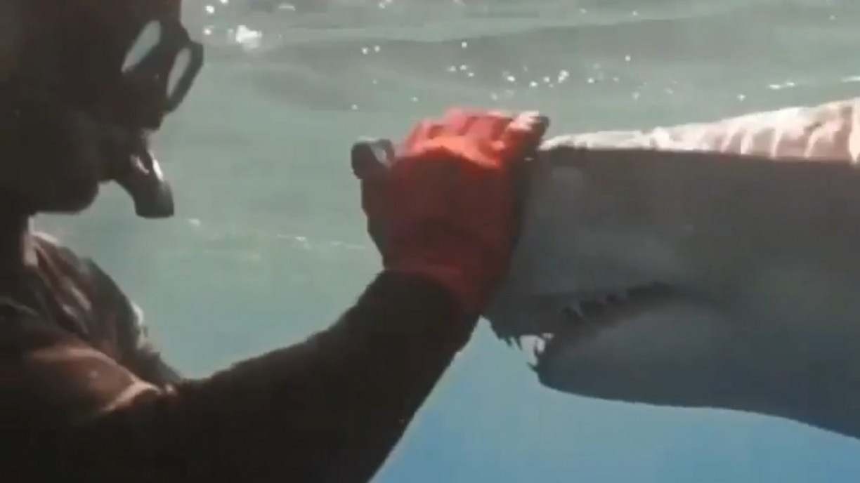 Vídeo mostra tubarão sorrindo após receber carinho de mergulhador