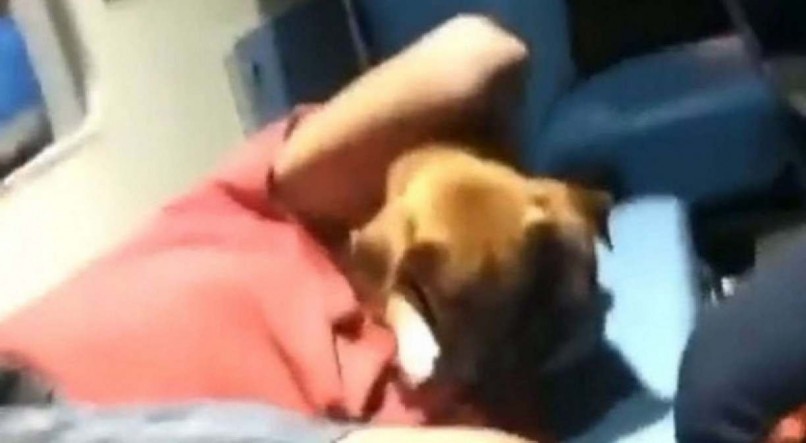 Cachorro fiel acompanha dono durante atendimento do Samu 