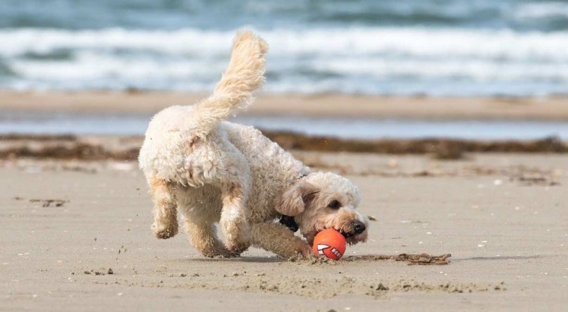 Foto ilustrativa de cachorro brincando com bolinha na praia