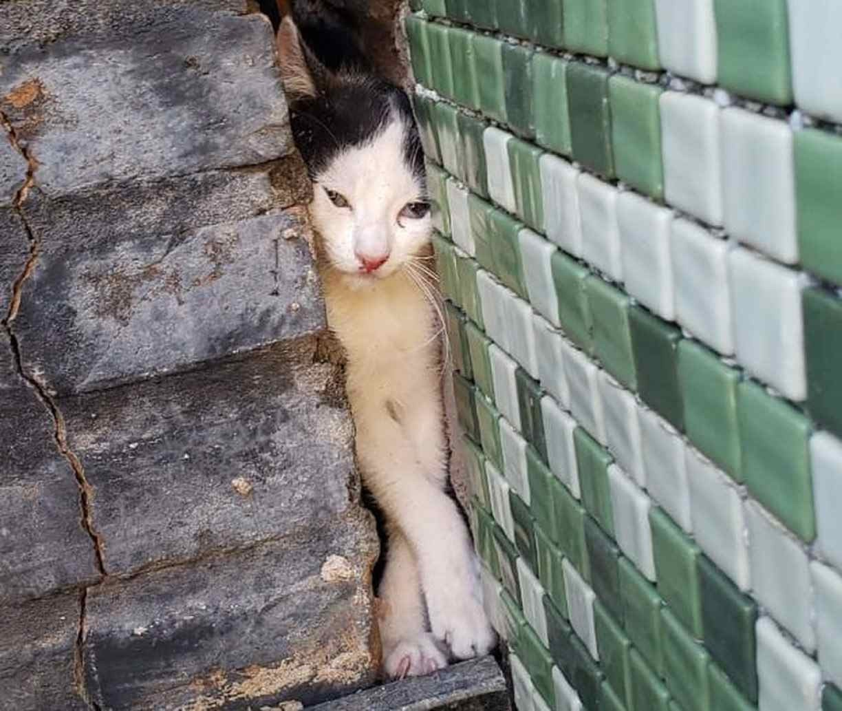 Gato fica preso entre churrasqueira e parede e precisa ser resgatado pelos Bombeiros