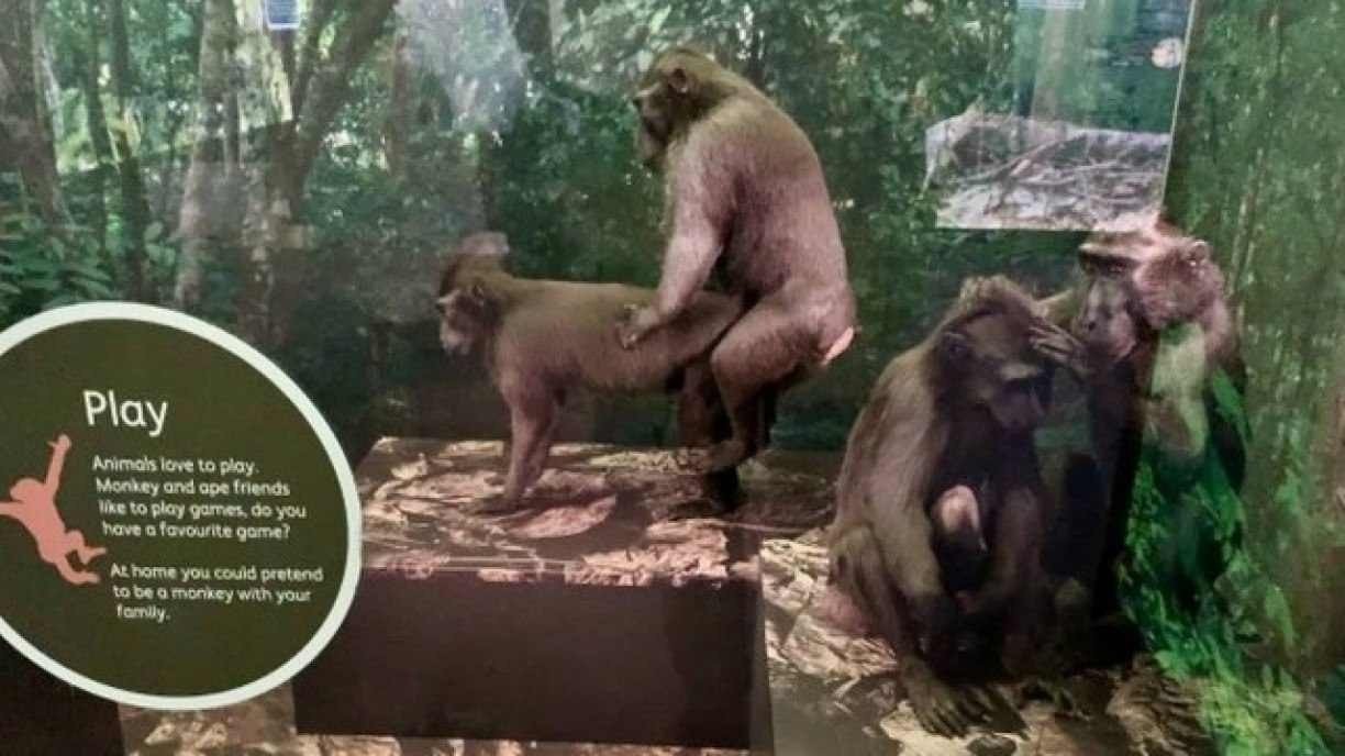 Imagens de macacos acasalando em museu viralizam nas redes sociais