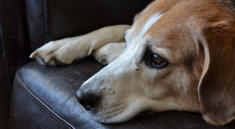 A incidência dessa doença é maior em cachorros de meia idade e de raças de pequeno porte, como beagle