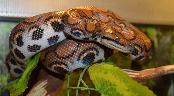 A jiboia-arco-íris é uma das cobras liberadas pelo Ibama para criar legalmente em casa