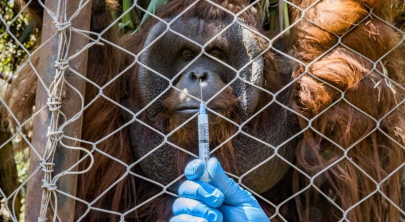 Sandai, o orangotango, tomou a vacina contra a covid-19