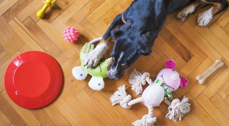 Brinquedos e atividades ao ar livre são ótimas maneiras de gastar a energia do cão e evitar que ele destrua os móveis dentro de casa