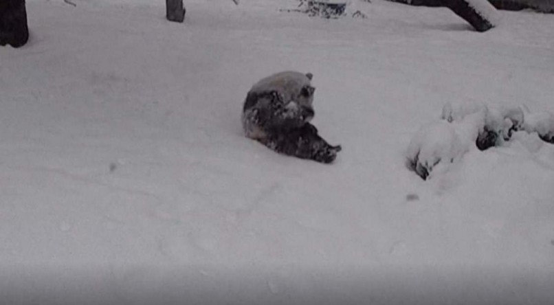 Câmeras conseguiram registrar o pequeno panda brincando na neve