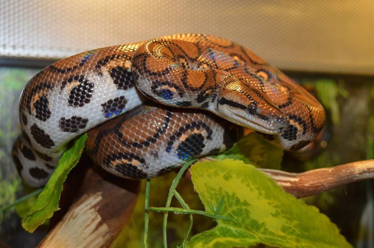 Cobra de estimação: descubra como ter uma em casa