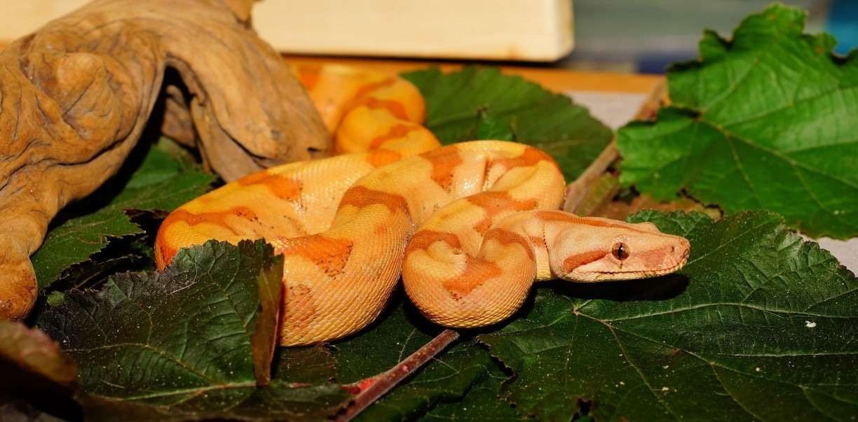 Sonhar Com Cobra Azul, O Que Significa?