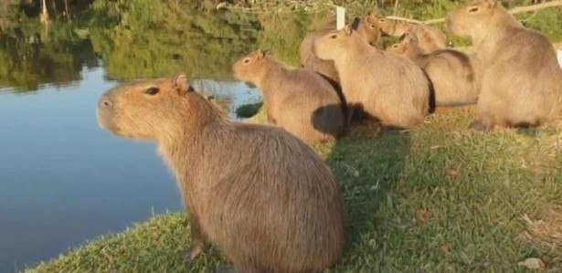 MEMES EM IMAGENS -SANTA CAPIVARA 