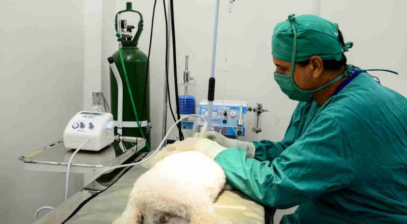 O procedimento de castração de cães e gatos ajuda na manutenção da saúde dos animais