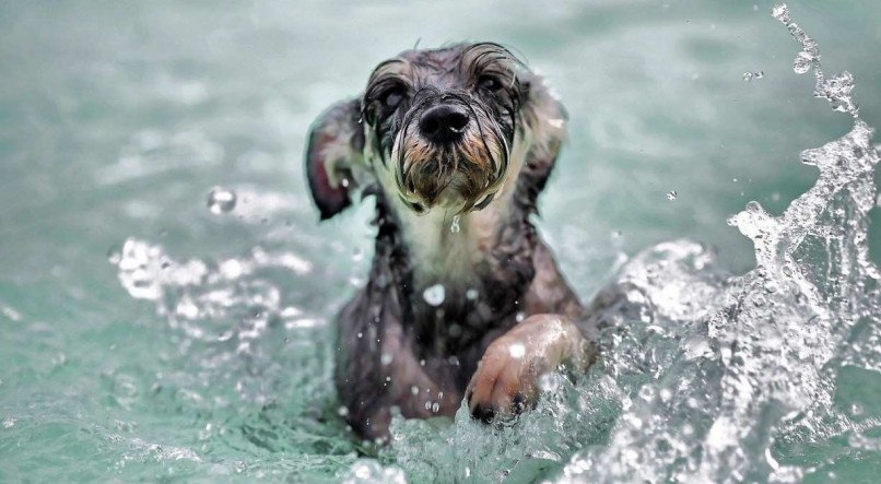 Se os ouvidos ficarem com água e sujeira, os cães podem desenvolver otite