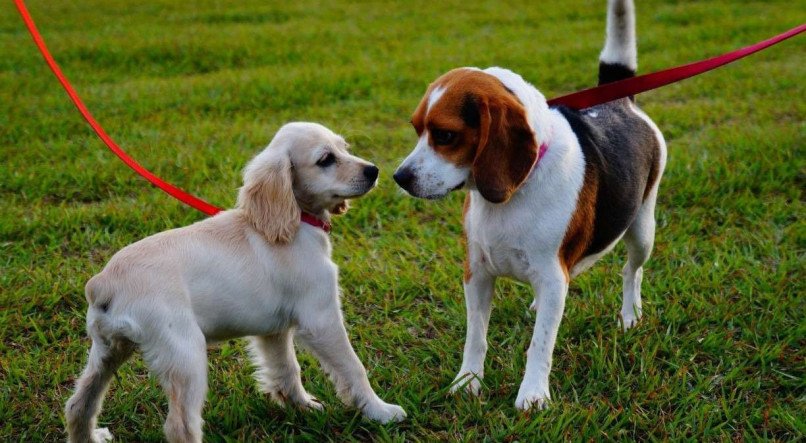 A doença é transmitida entre cachorros 