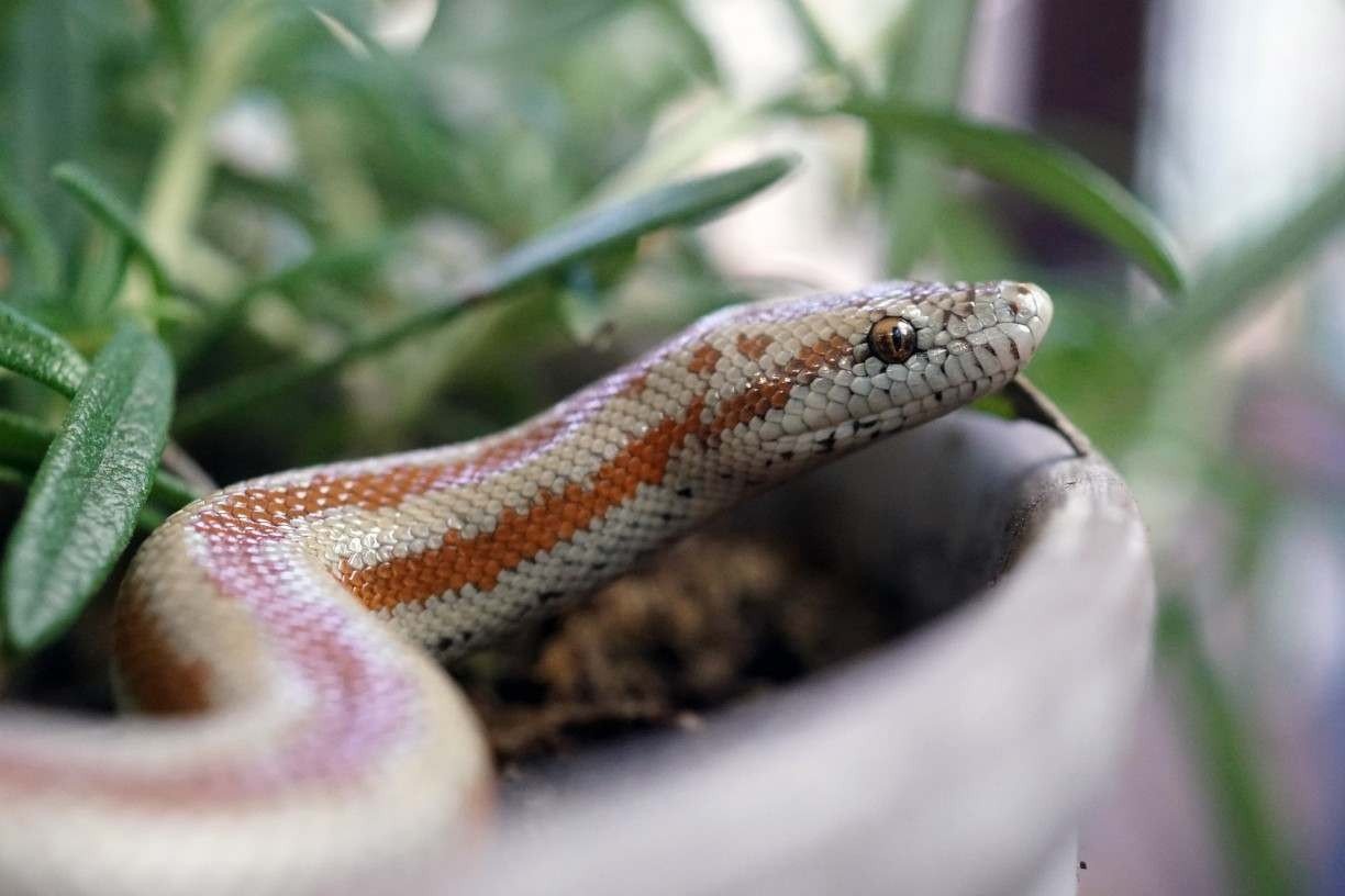 Serpentes e crianças em casa - Mundo Pet