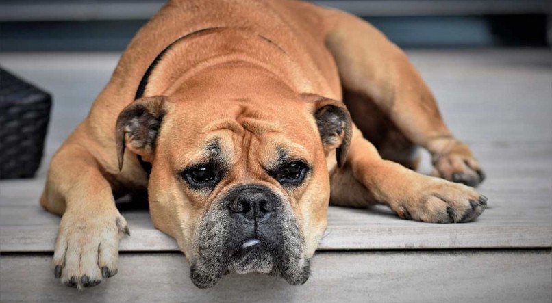 Coceiras em cachorros nem sempre são sinais de alerta