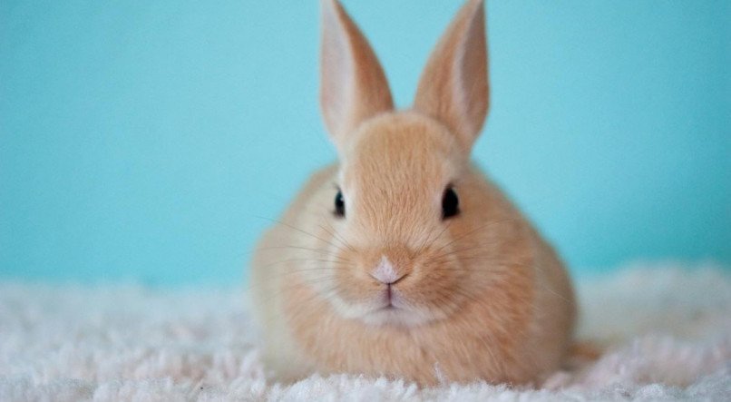 Coelhos são animais higiênicos