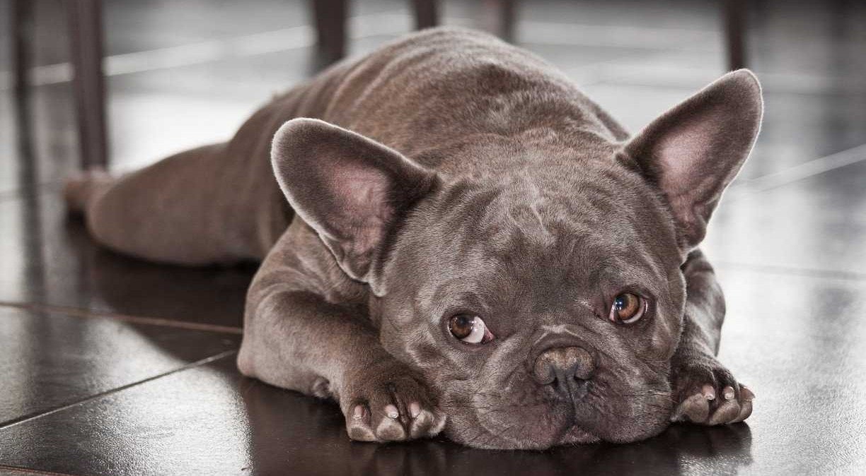 O sintoma &eacute; mais comuns em cachorros que possuem focinho curto