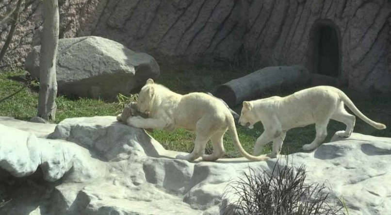 Os filhotes de leão branco nasceram no México