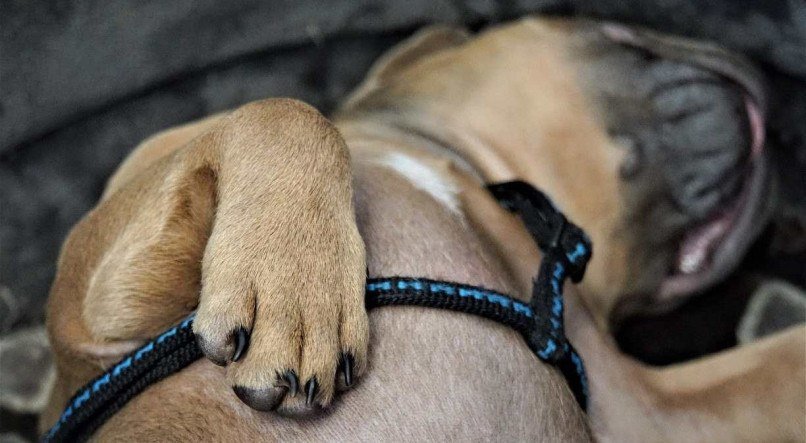 Para evitar problemas na região, é importante que as unhas dos cachorros sejam aparadas com regularidade e da forma correta