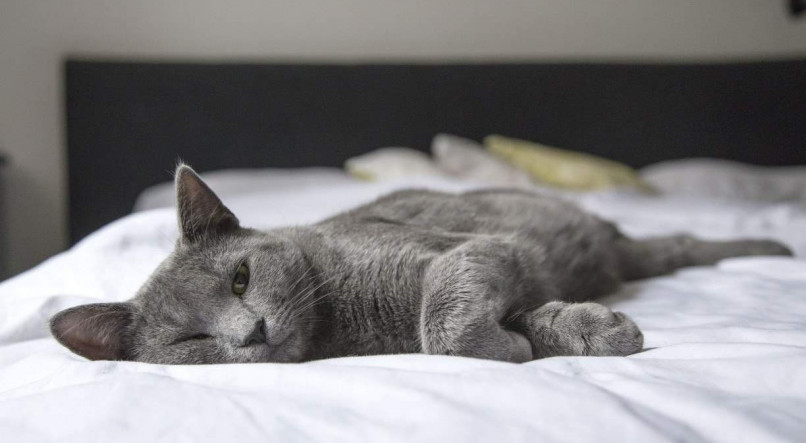 A temperatura corporal normal de um gato é diferente da humana