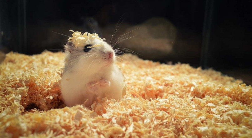 Nem sempre é tão fácil identificar o sexo de alguns animais, como é o caso do hamster