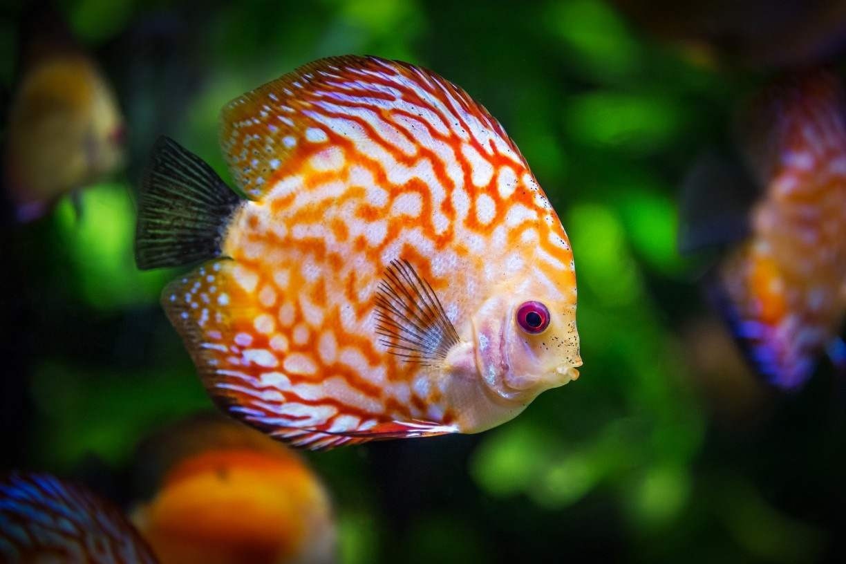 Veja 6 dicas para deixar o aquário ainda melhor para os seus peixes