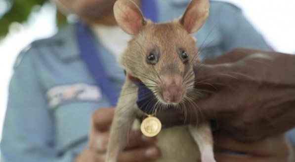 Morre rata detectora de minas e herói nacional no Camboja