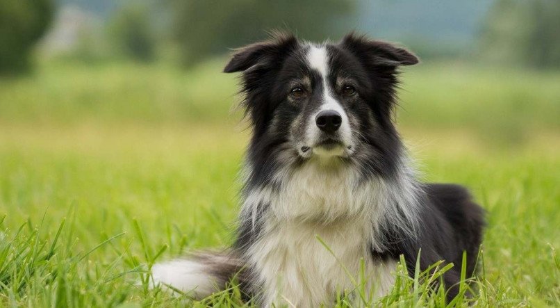 Border Collie