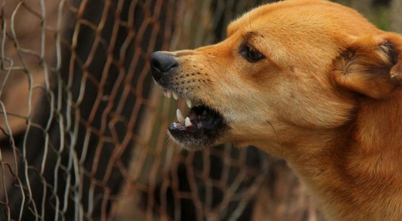 Um dos sintomas dos cães infectados é a irritabilidade